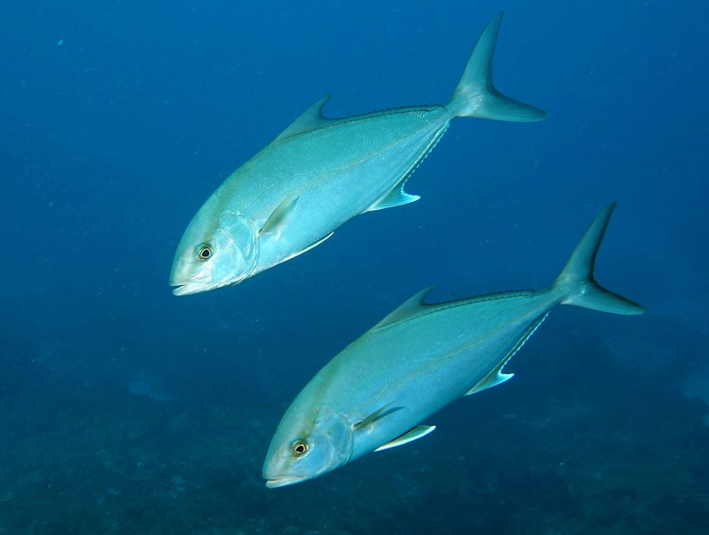 Seriola dumerili - Amberjack
